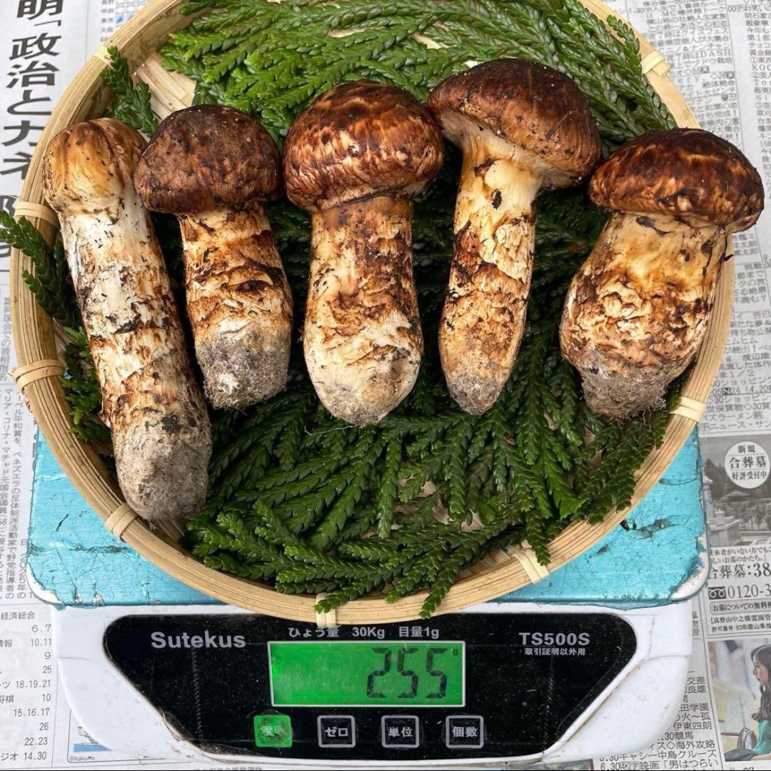 天然きのこ 松茸 国産 良品‼️ マツタケ まつたけ 大自然の凛さん採取その111