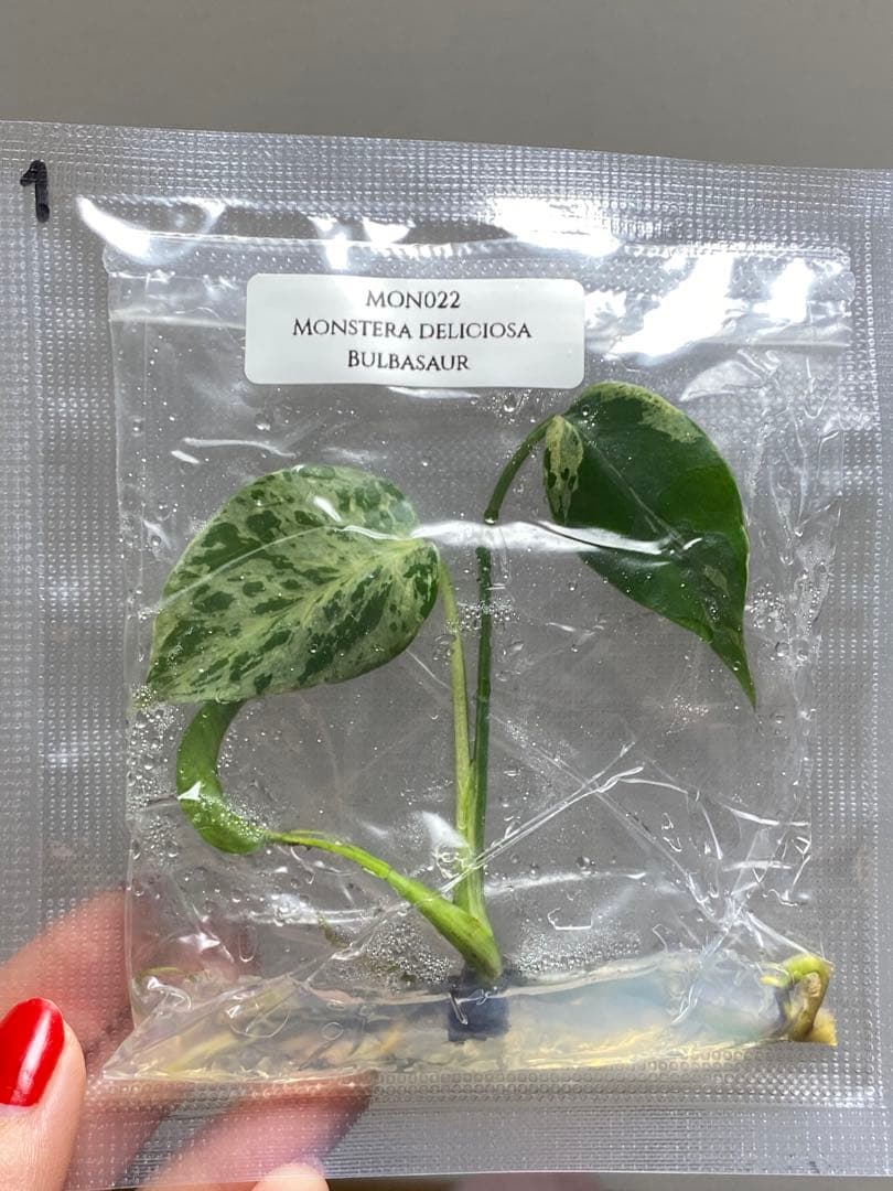 V*a様 【セール‼️】モンステラ　デリシオーサ　バルバソー　フシギダネ/ベトシ