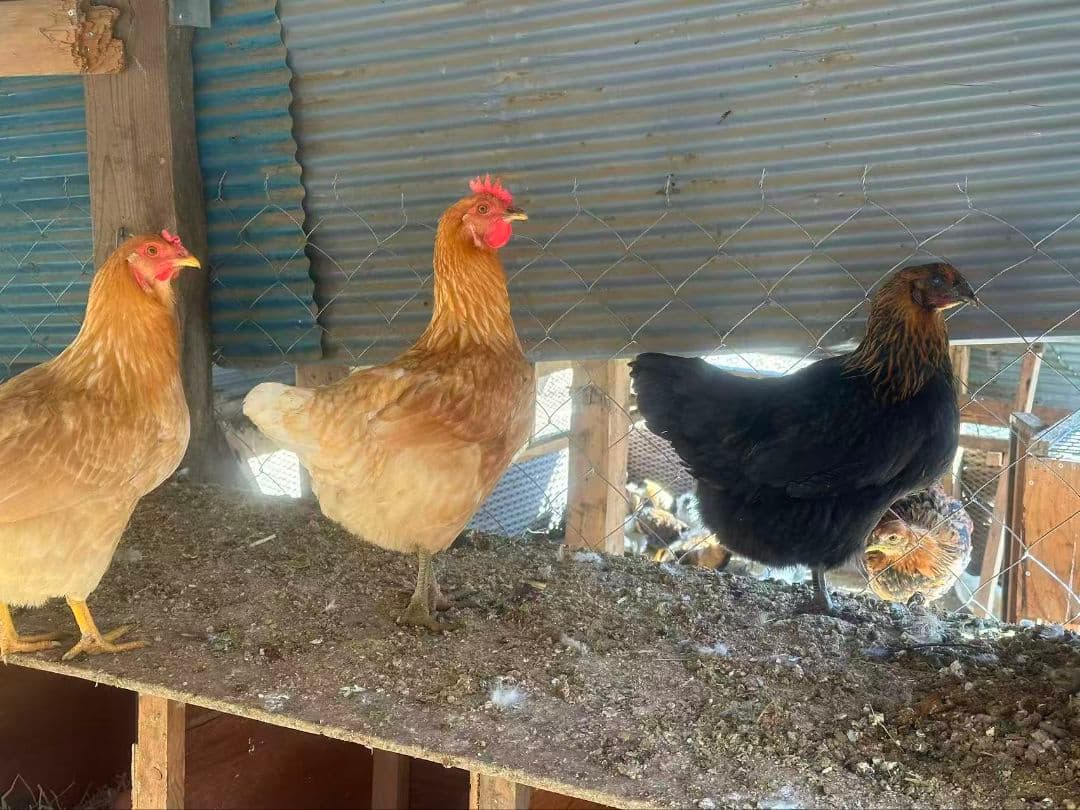 平飼い玉子 ミックス