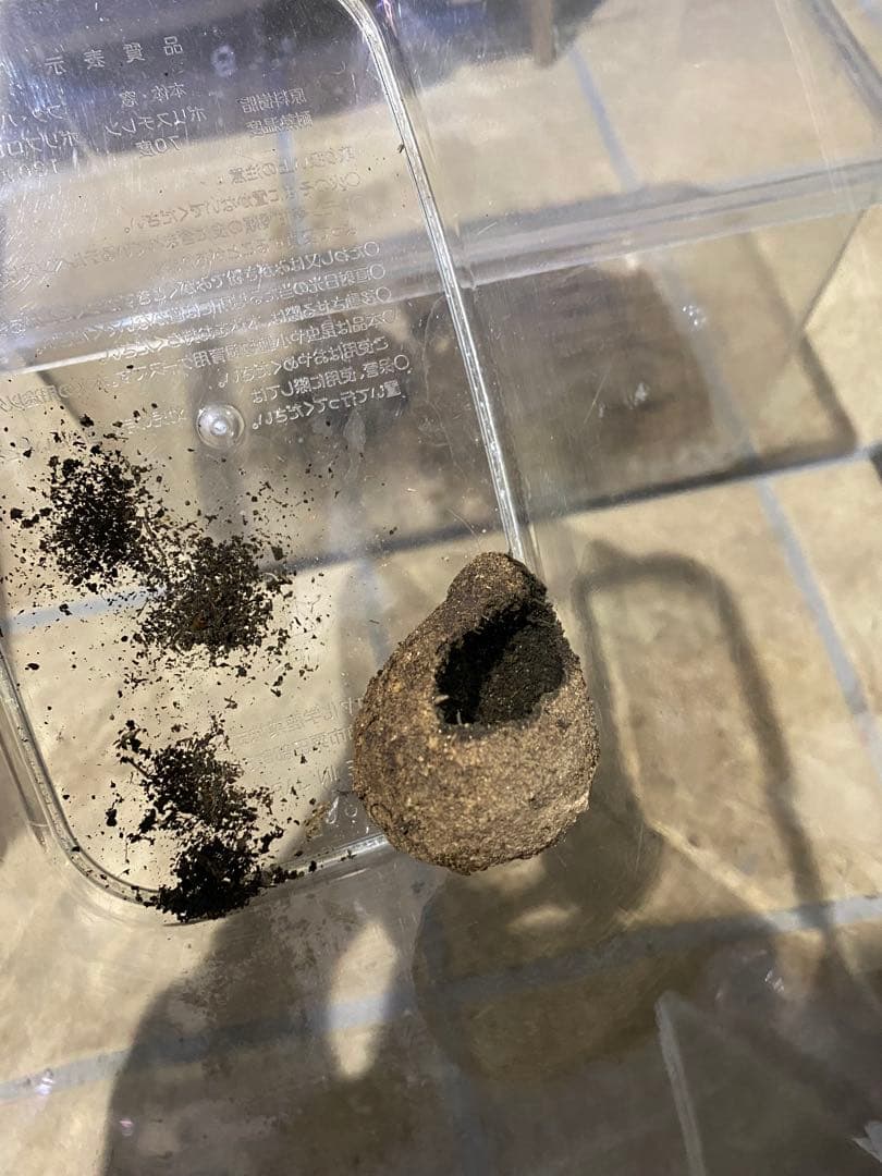 標本 タマオシコガネの玉　フンコロガシ　ダイコクコガネ