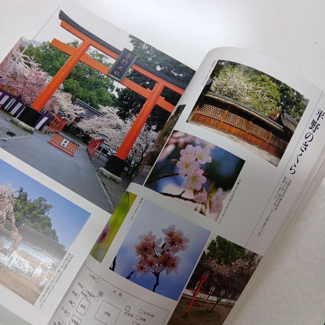 京の桜　佐野藤右衛門