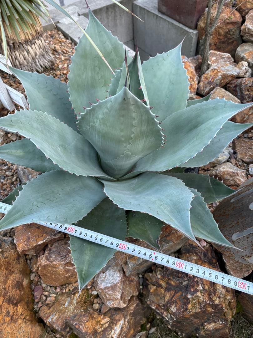 引取り限定　アガベ　オバティフォリア大株