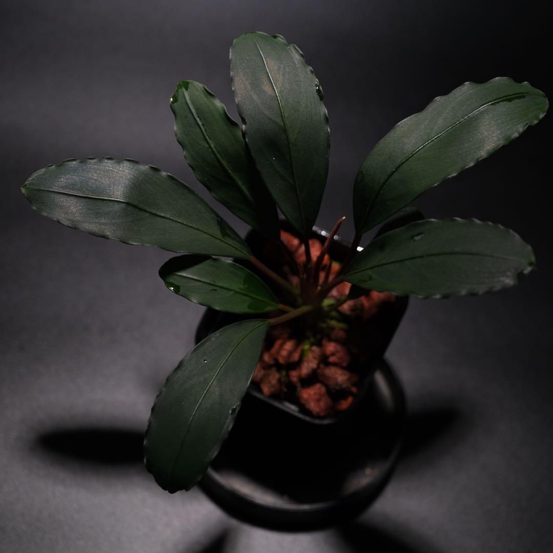 IZUさん　Bucephalandra sp. Motleyana