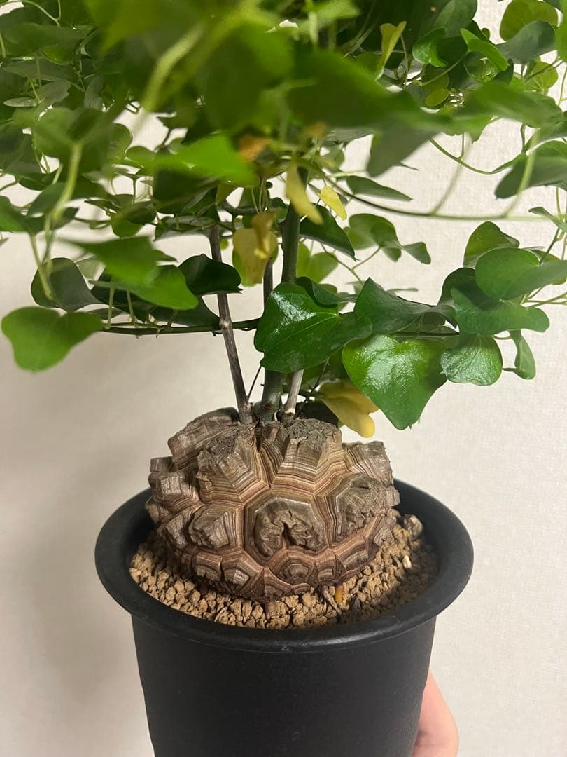 4寸鉢　亀甲竜　良形美株