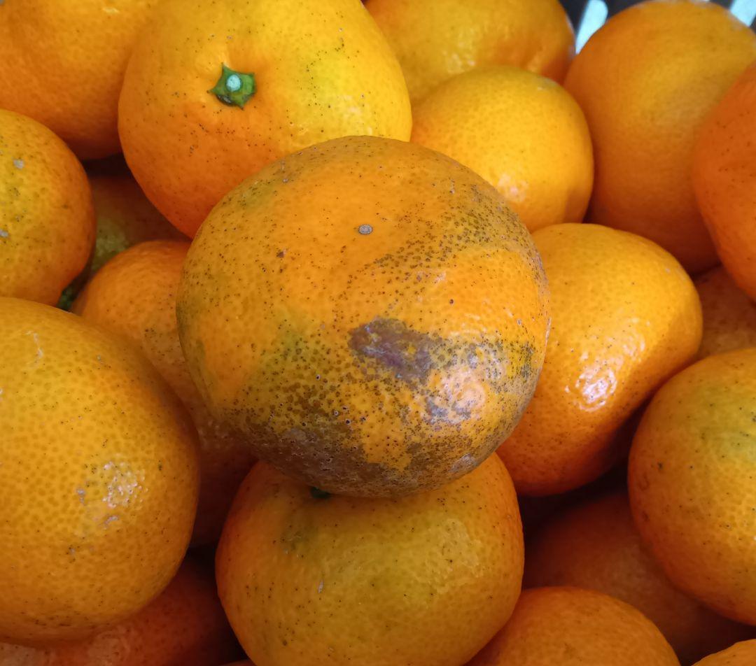 愛媛県中島産天草 20kg B級品