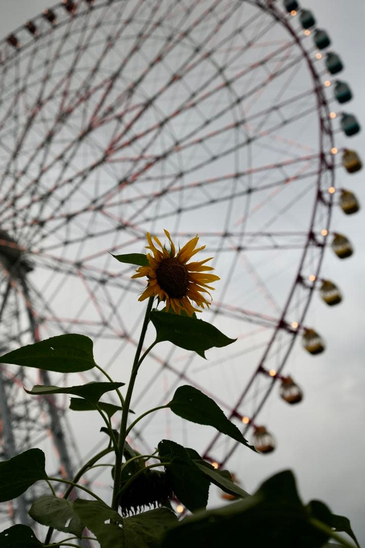 SONY α7CII ILCE-7CM2 セット シャッター回数7173 ＊必読