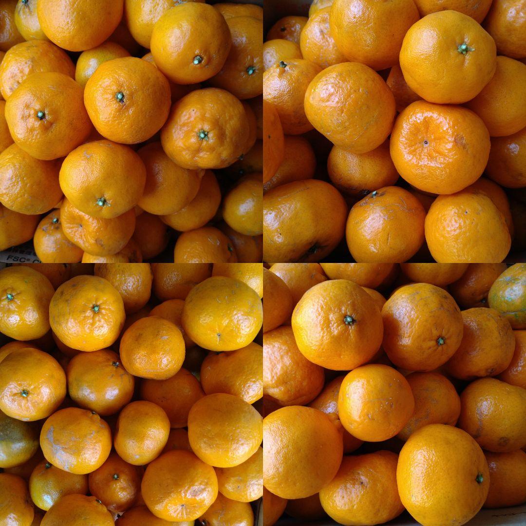 訳アリ　実のみ　完全無農薬　ポンカン　箱込み10kg未満　ゴロゴロ入り