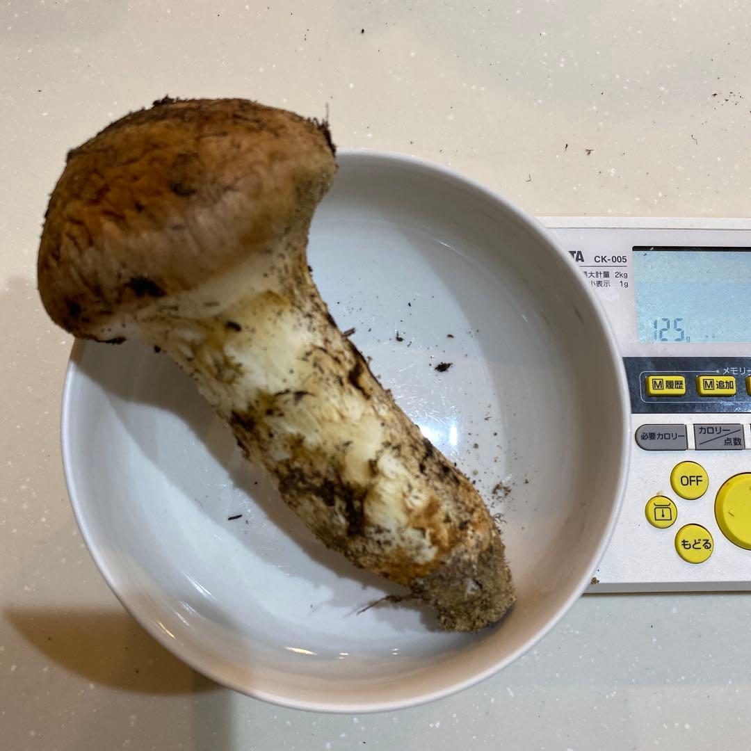 長野県 豊丘村産　松茸　316g 一部虫食い有り