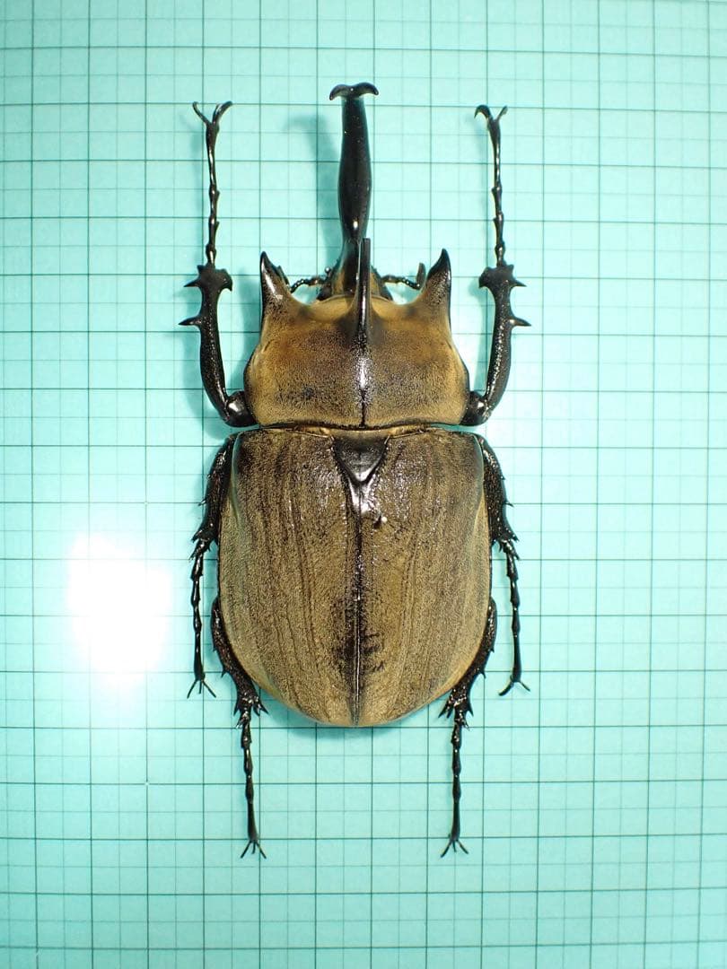 【標本】ギアスゾウカブト　亜種ポリオン　バイア産　98.3ミリ　飼育品