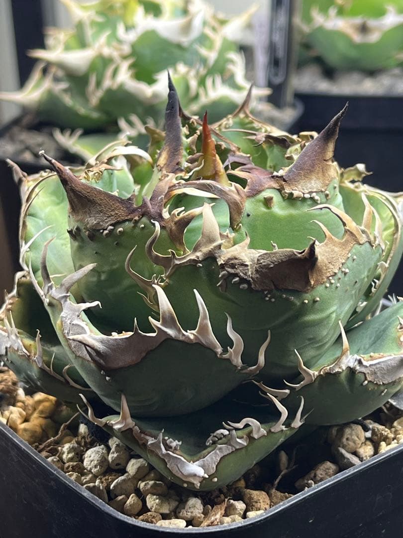 アガベ　チタノタ　shihao産　星空　ぶつぶつ