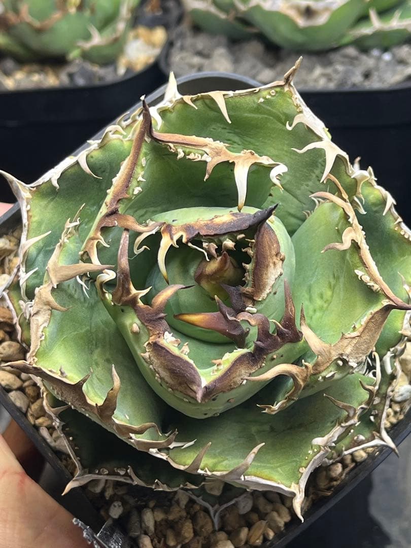 アガベ　チタノタ　shihao産　星空　ぶつぶつ