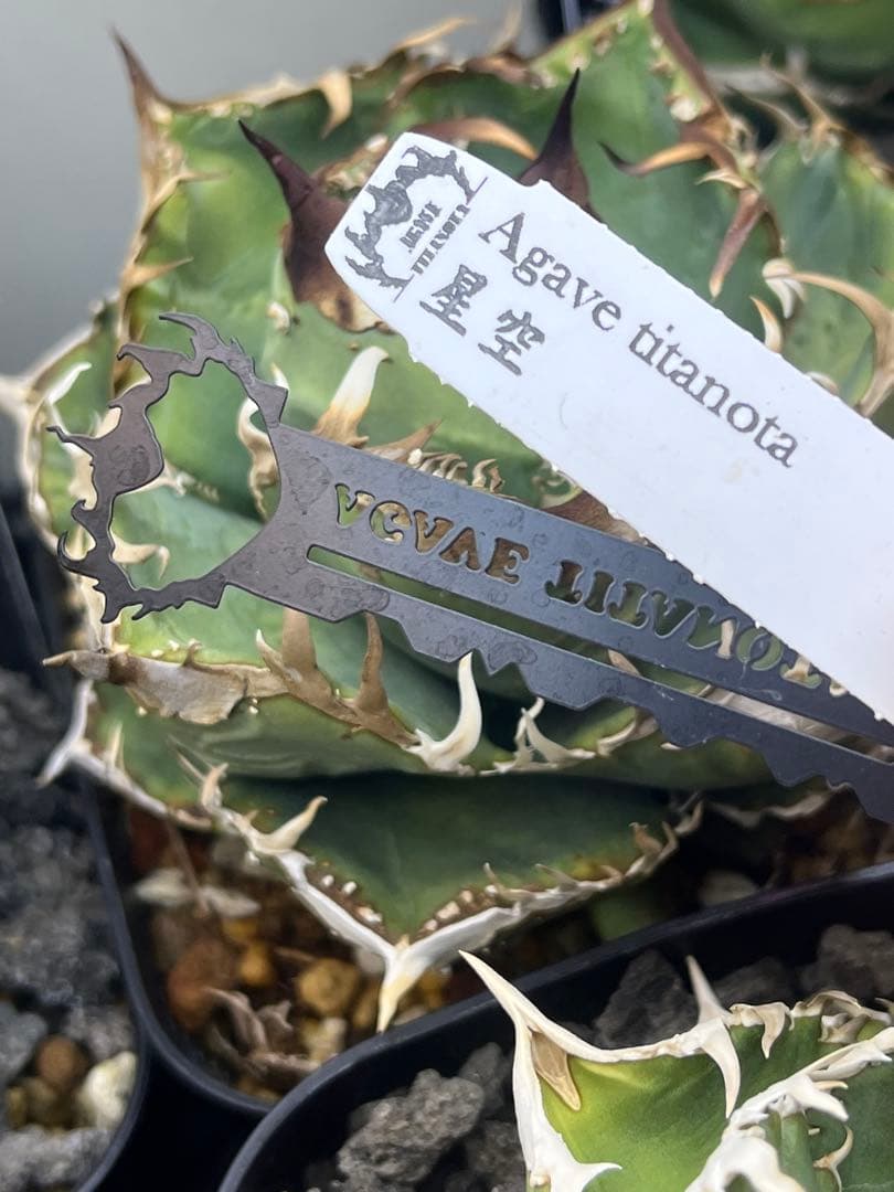 アガベ　チタノタ　shihao産　星空　ぶつぶつ