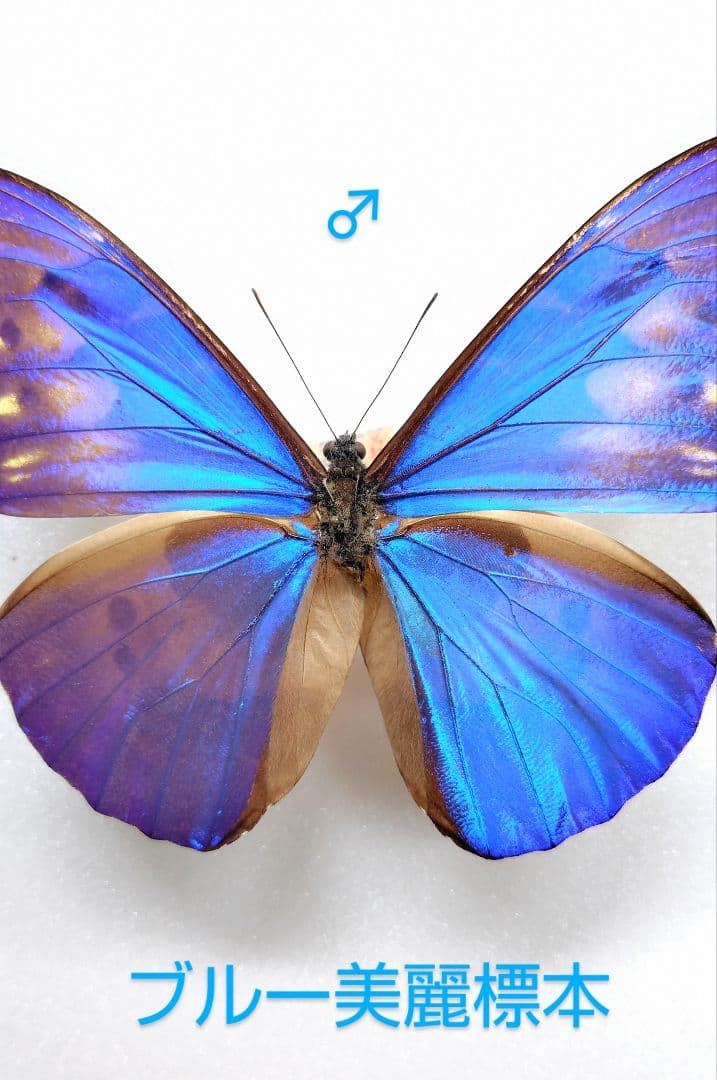 カキカモルフォ♂標本★ブルー美麗 123mm ★ペルー産