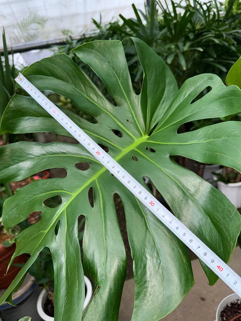 【特級品】モンステラ デリシオーサ 根上り 幹上がり 特大極上苗 7号鉢サイズ