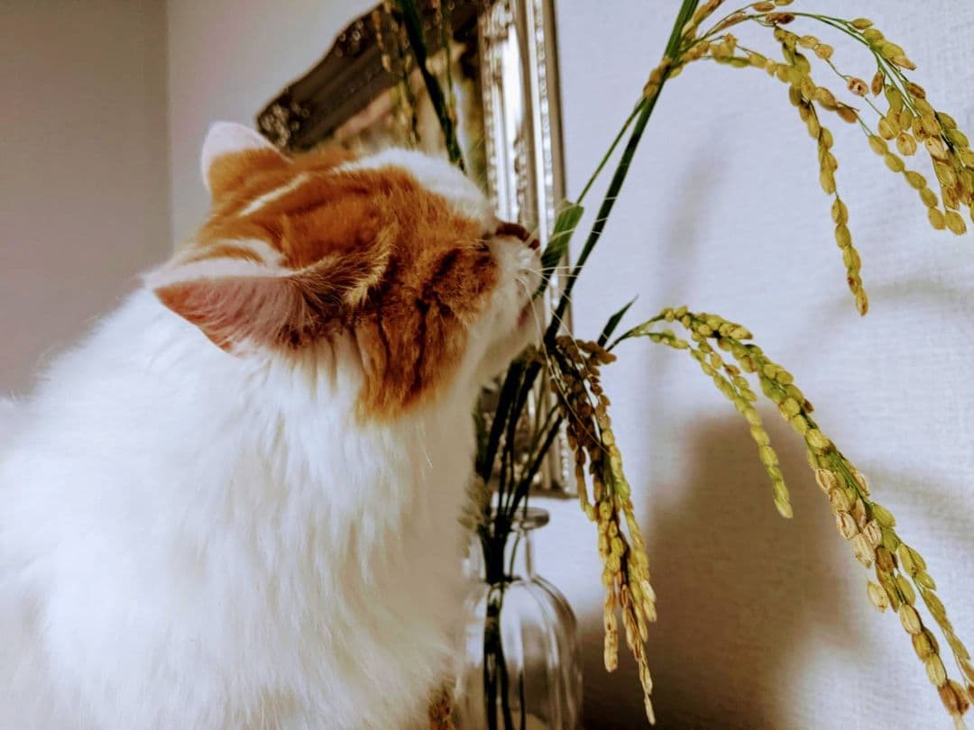 ★自然栽培米　玄米20kg(10kg×2)　令和7年度　熊本県産　森のくまさん★