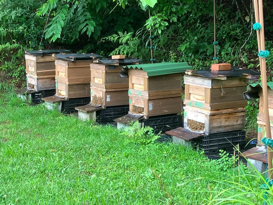 【令7】百花蜜 1000g 2本 長野県産 国産蜂蜜 生はちみつ 西洋蜜蜂y