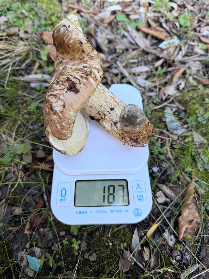 松茸　岡山県北産11/3朝採れ　松竹梅