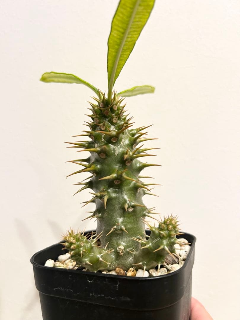 パキポディウム　アンボンゲンセ　実生株