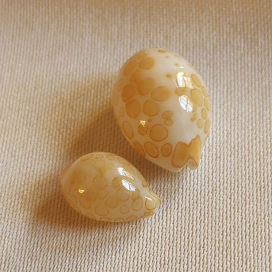 COWRIES　オサナ　カノコ　パパイア　フイリチドリダカラガイ　宝貝　貝殻5個