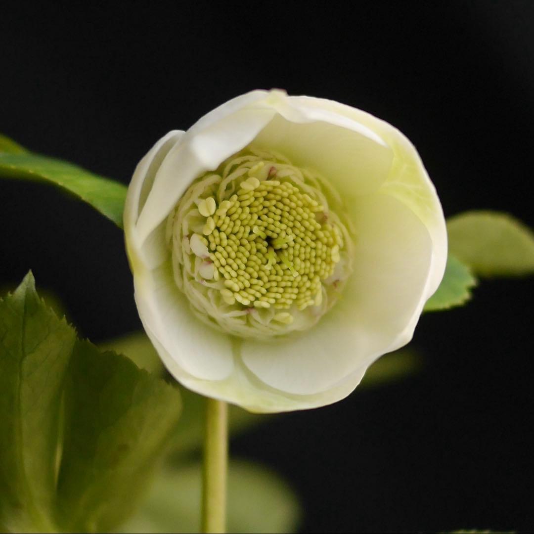 11335 深カップ縦ネク　ホワイトセミダブル　クリスマスローズ　開花株