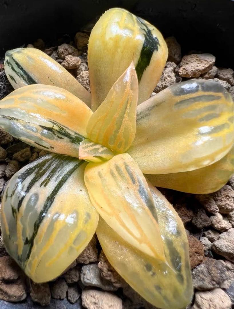 じ*む様 多肉植物　ハオルチア　雷影寿錦　コレクタ錦　鮮明錦　希少種