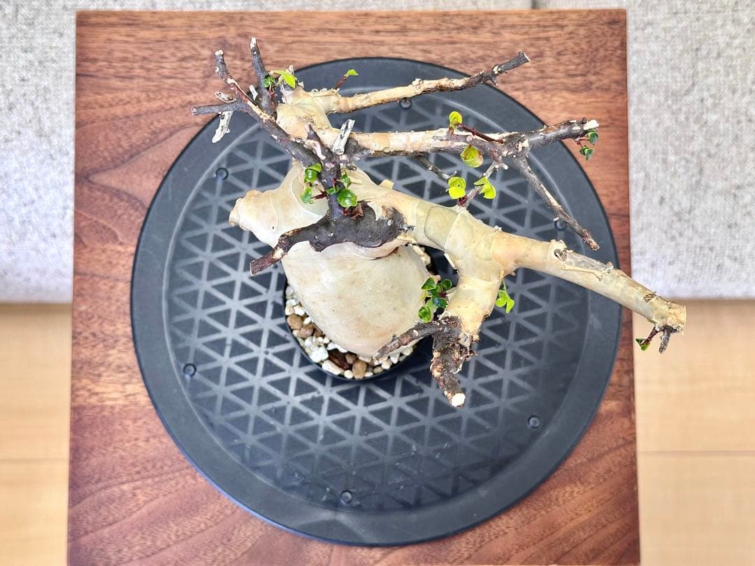 コミフォラ ピュアカタフ ソマリア産 コレクション 曲線美