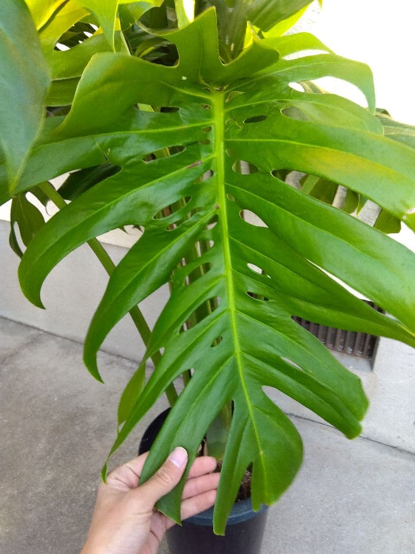 モンステラ　デリシオーサ　8号鉢つき　深穴開き❗2株植え❗　①