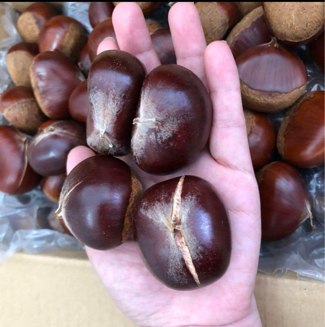 ギャッツビー 栗10kg