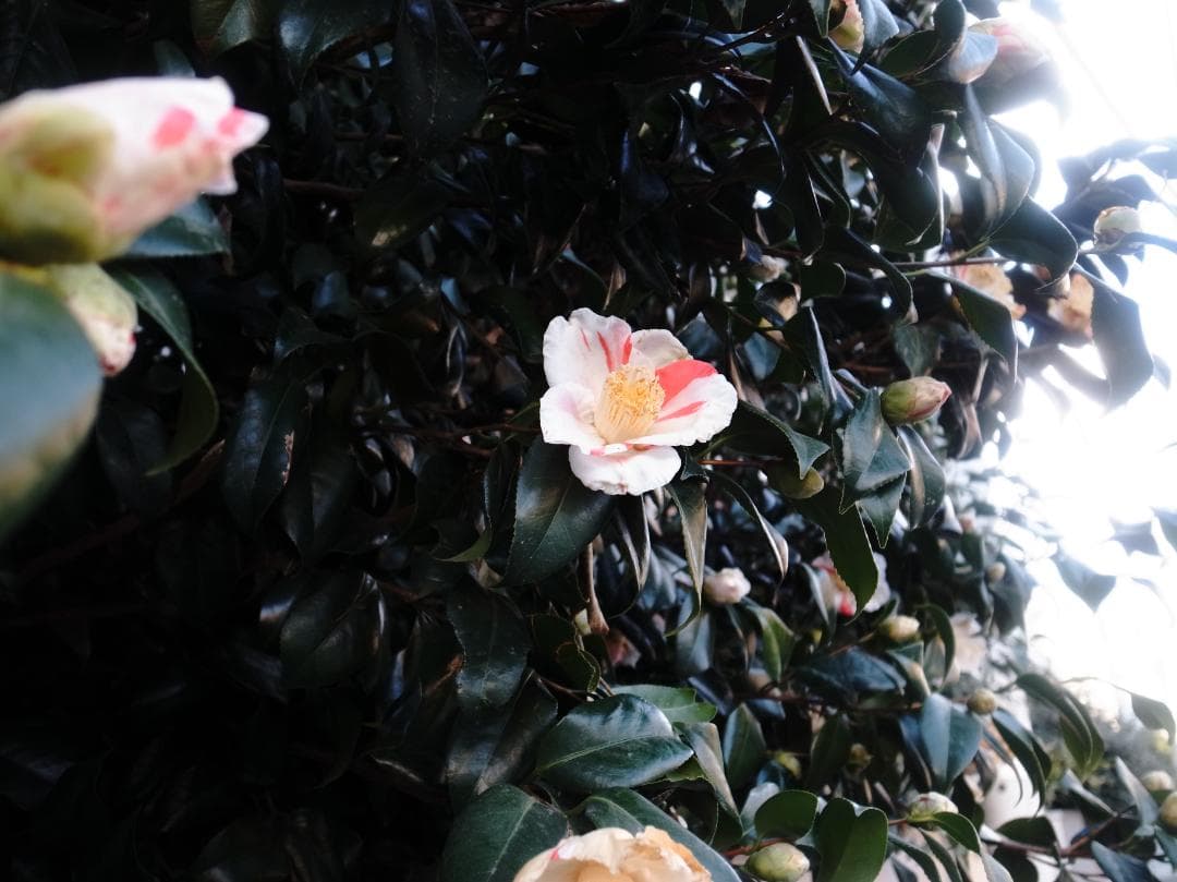 RICOH GR DIGITAL Ⅳ（革ケース・他付属品付）