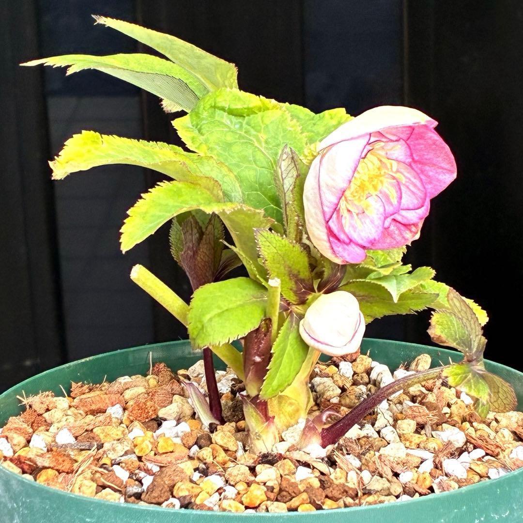 も*読様 530☘️ラスト2☘️蕾花タグ付☘️極上☘️特大SD⭐️蜃気楼⭐️コロ