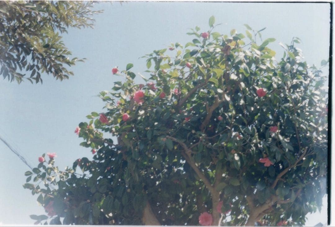 Canon L2 jupiter8 セット