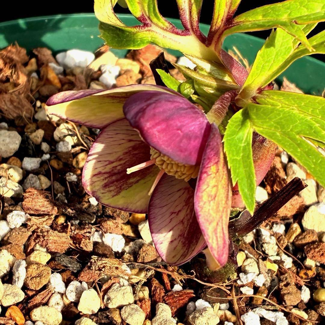 n*1様 3495☘️蕾花タグ付☘️SD⭐️トルカータスボスニアHYB⭐️￼超小