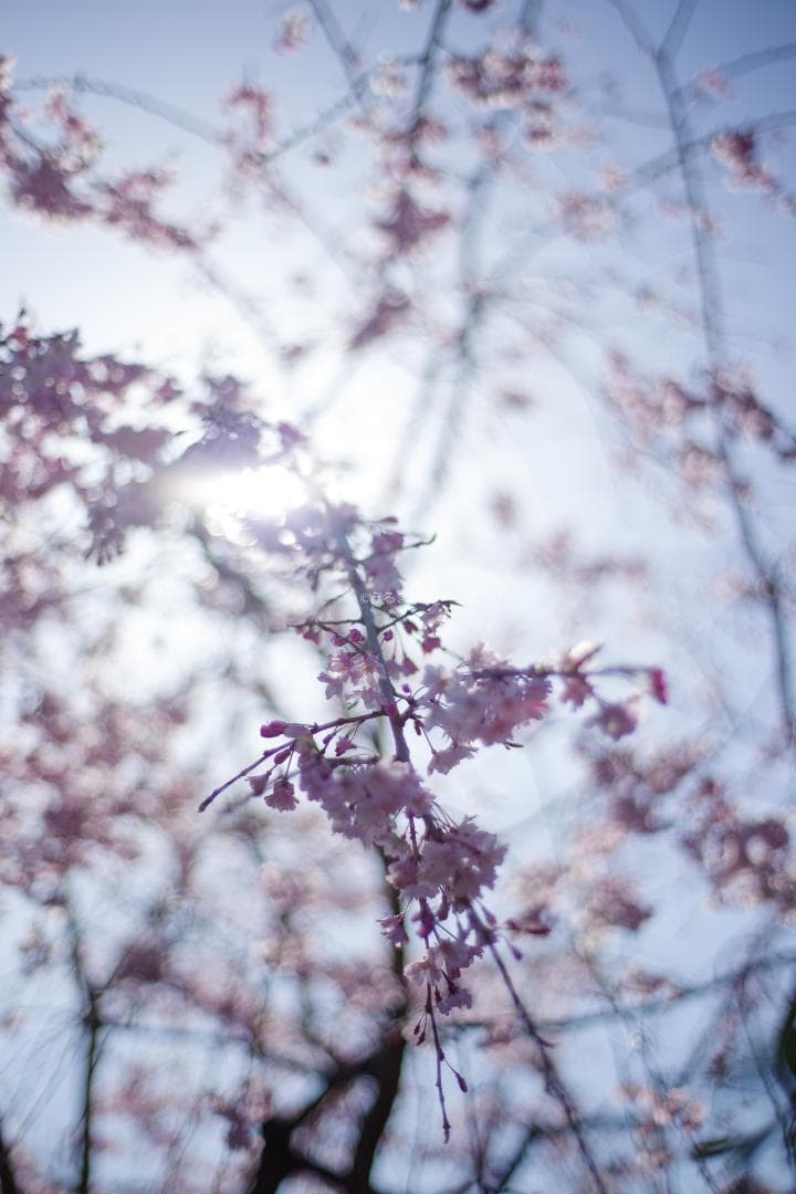 幻のZK！Classicプラナー最終モデルPlanar 50mm F1.4 ZK