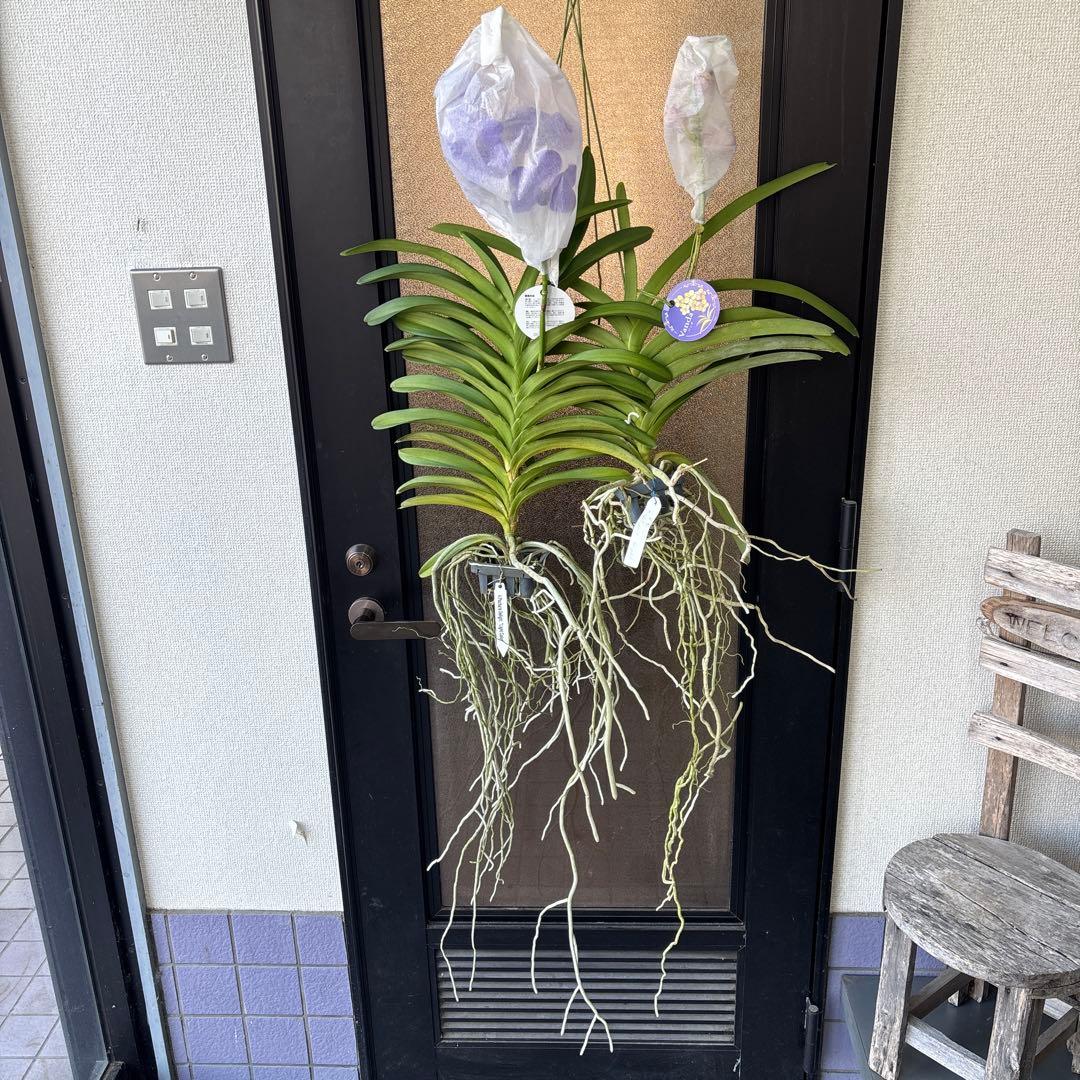 ぴ*け様 特大株　洋蘭　洋ラン　バンダ　2種セット　ピンク　ブルー