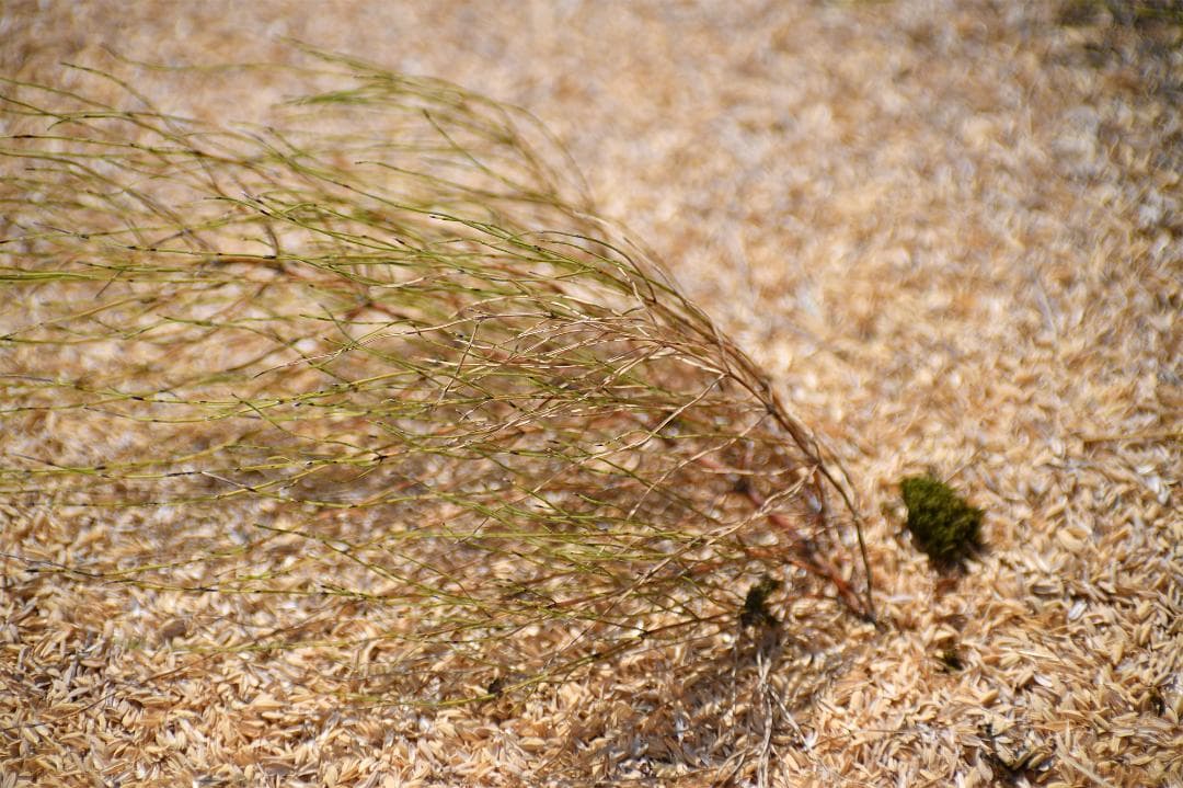 タムロン SP Macro 90mm F2.8 マクロレンズ C/Yマウント