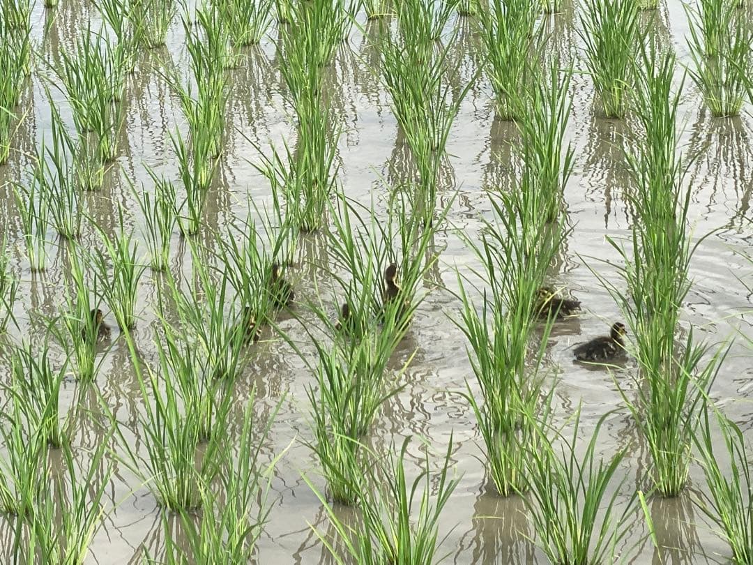 合鴨米 玄米(農薬・化学肥料不使用)コシヒカリ 10kg