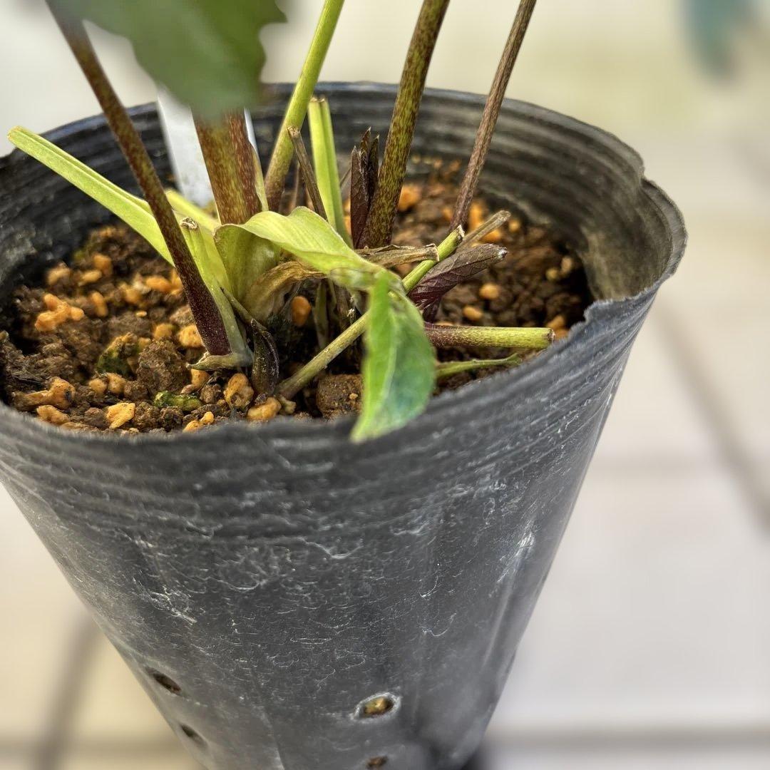 ポーセリンhyb. 大木ナーサリー　クリスマスローズ　タグ付き　現品　開花株