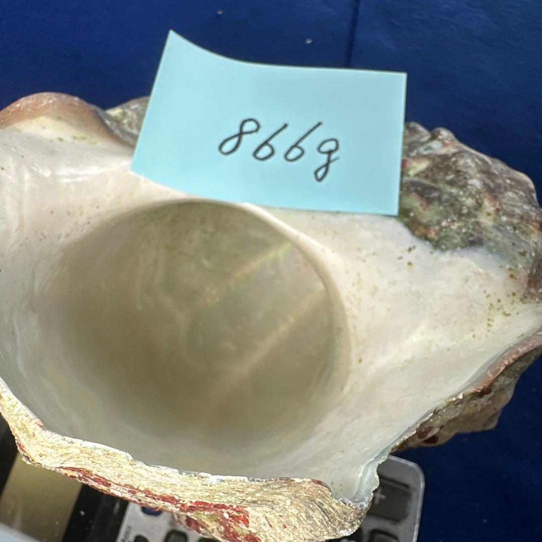 夜光貝　ヤコウ貝　まとめ売り　15個 約16、5kg アクセサリー　ルアー