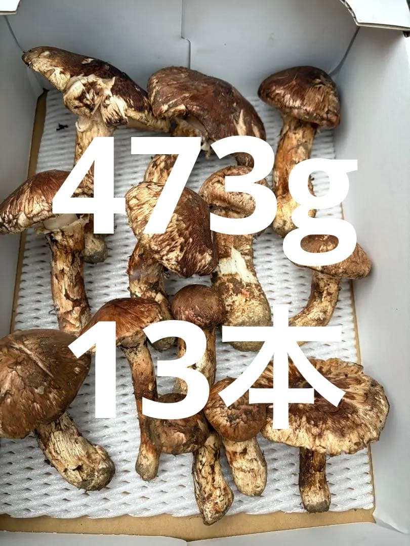 【お値打ち限定1点】岩手雫石町産 天然 開き、蕾の松茸 13本 473g