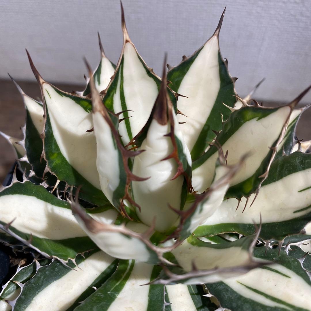 アガベ　ホリダ白中斑入　極上　初売3