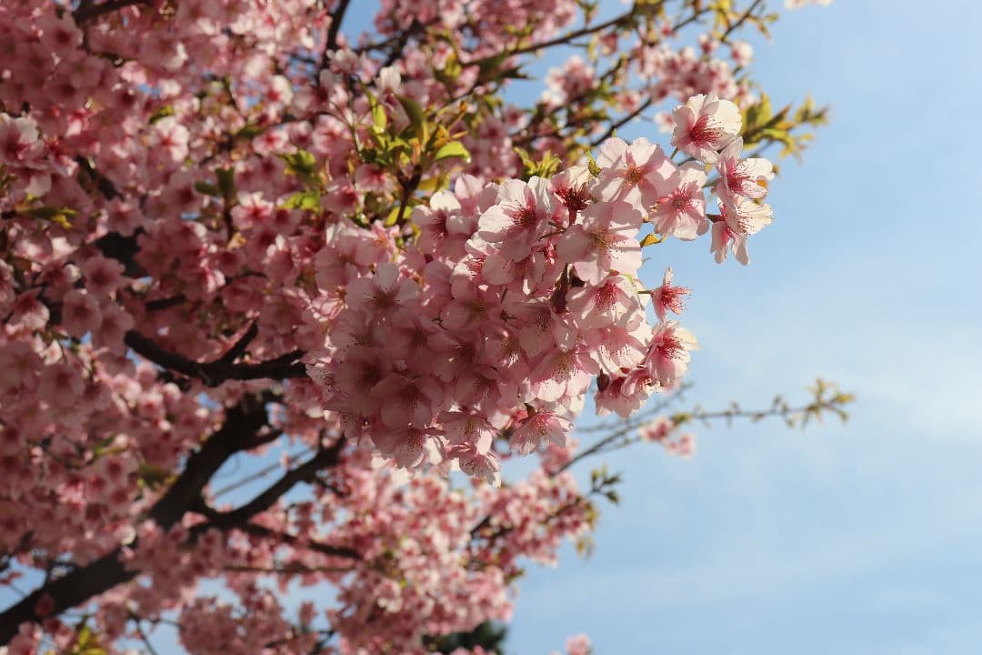Canon EOS Kiss X9 ダブルズームレンズキット+おまけ単焦点レンズ