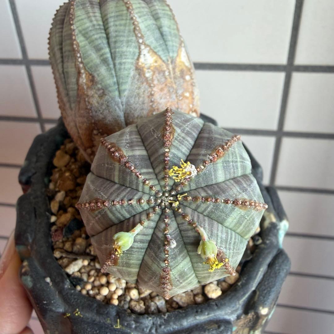 レ*君様 ユーフォルビア オベサ ダブルヘッド オールドオベサ2頭