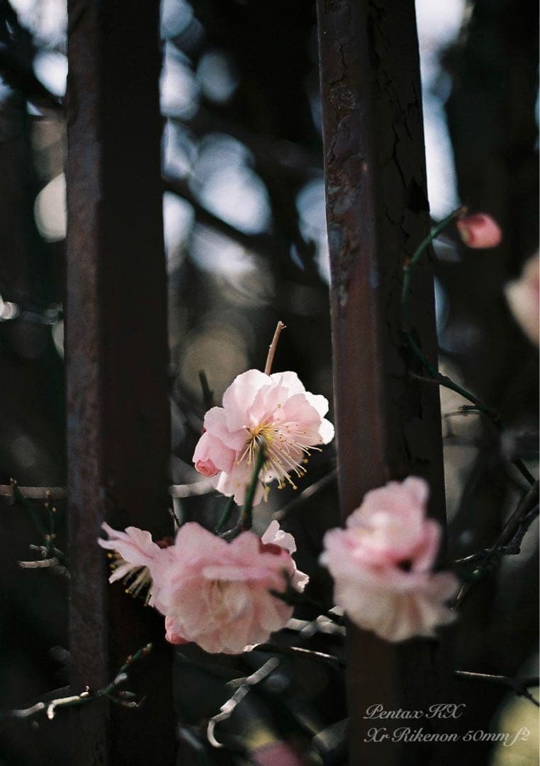 ★希少品＊超美品★pentax kx★富岡光学製/rikenon f2★作例必見