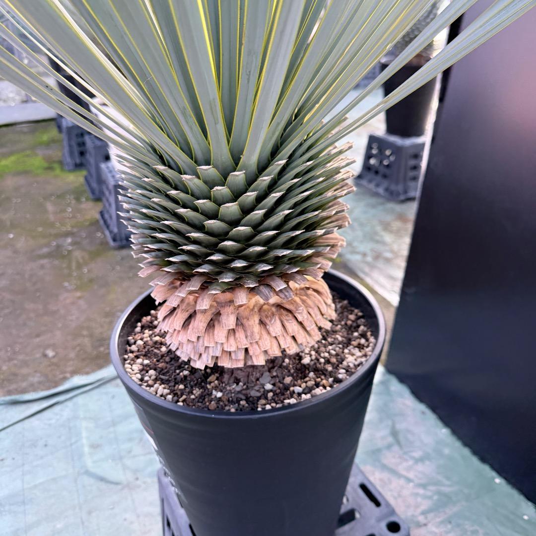 平*政様 【AL1109】ユッカ　ロストラータ