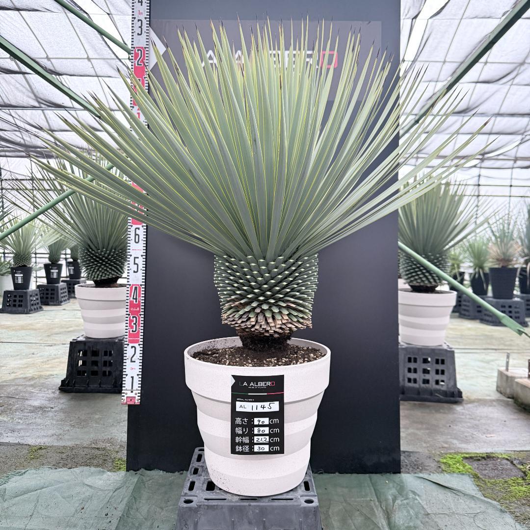 【AL1145】ユッカ　ロストラータ　ホワイト個体　【ALBEROホワイト祭り】