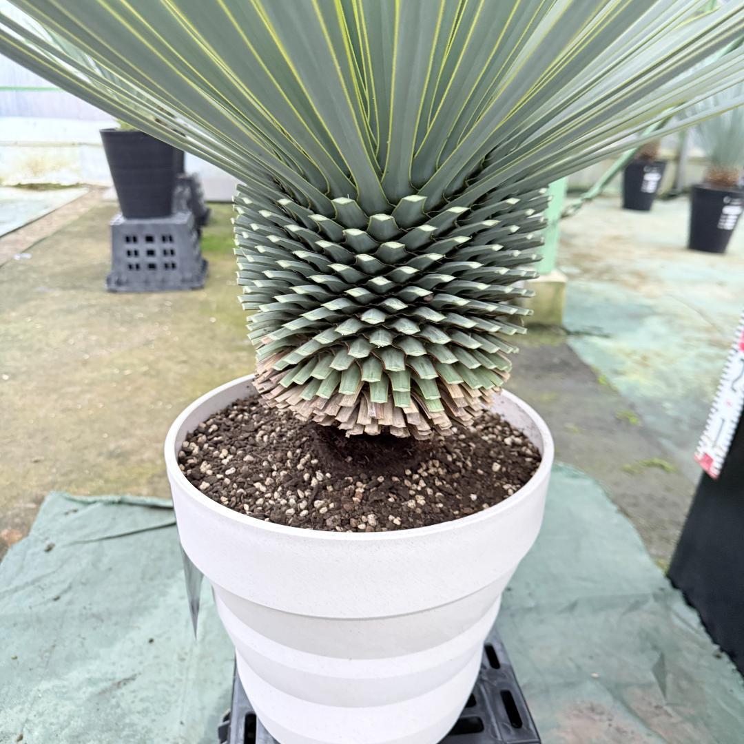 【AL1145】ユッカ　ロストラータ　ホワイト個体　【ALBEROホワイト祭り】