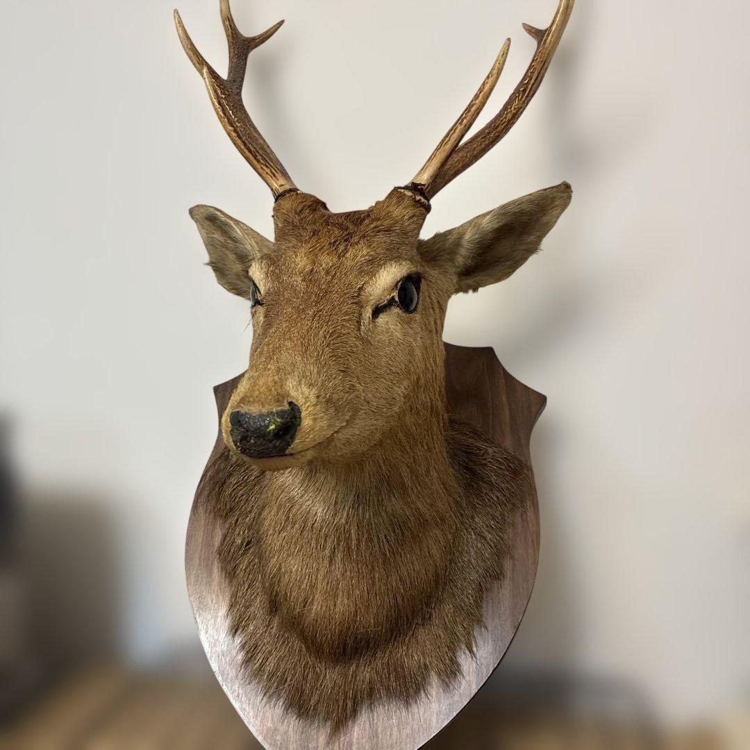 ⭐️鹿ノ剥製　ニホンジカ　壁飾り 本物 リアル⭐️