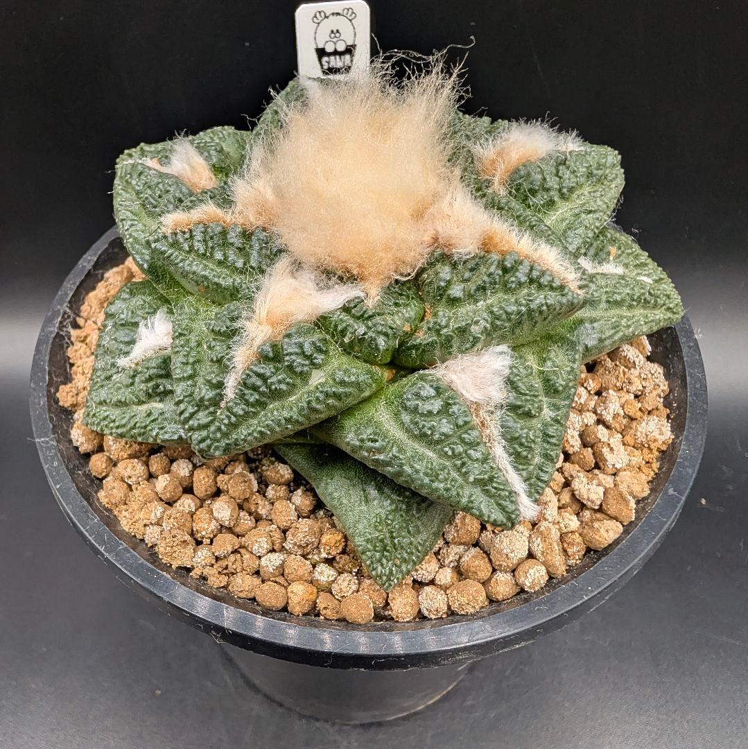 み*ん様 亀甲牡丹 国内実生 鉢植え メルカリ便送料込み