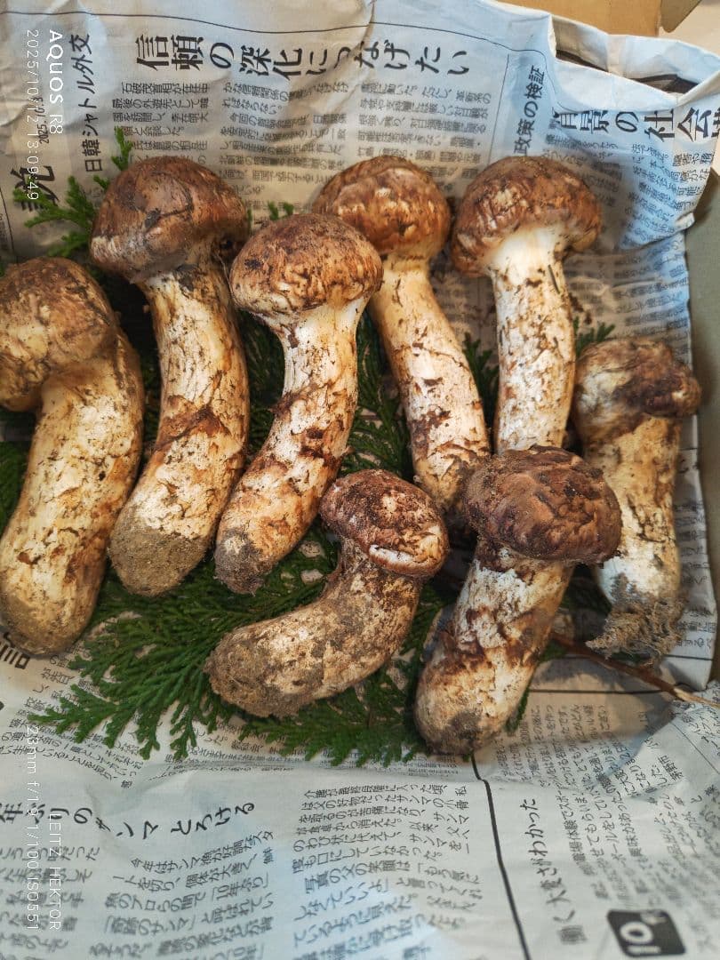 信州産　松茸大型サイズ