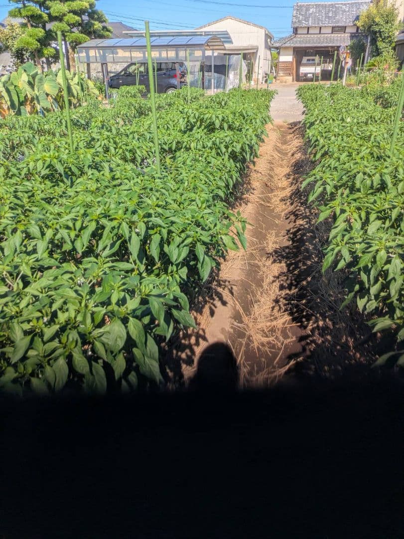 注文後収穫！超新鮮激辛青唐辛子　10キロ